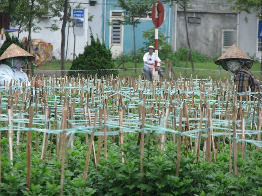 Người dân đang tất bật chăm hoa, chạy đua với thời gian cho kịp Tết