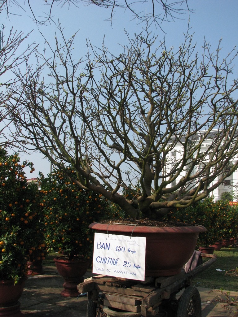 Gốc mai hồng diệp được chủ nhân bán với giá 150 triệu đồng