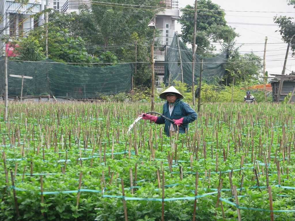 Thời tiết mưa nhỏ và mưa nhiều nên cây phát triển không đẹp