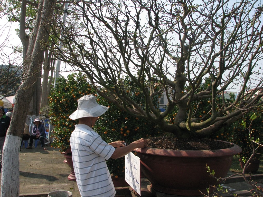 Điểm độc đáo của cây mai này là có thế long dáng,