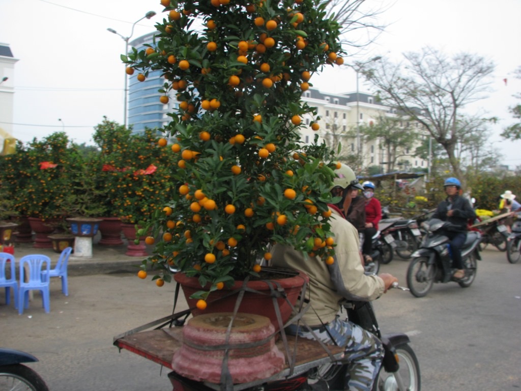 Tết nay có quất chưng trong nhà 