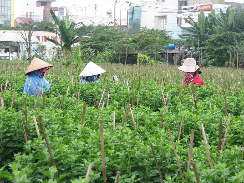 Thời tiết mưa nhỏ và mưa nhiều nên cây phát triển không đẹp