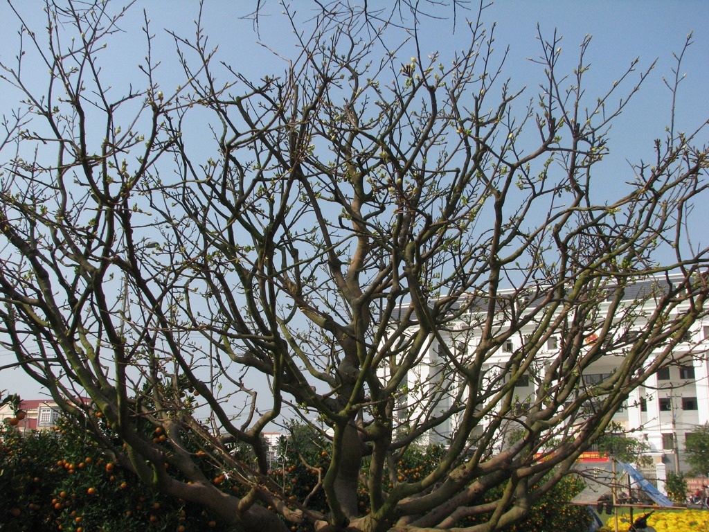 Hoa nở đều các cành