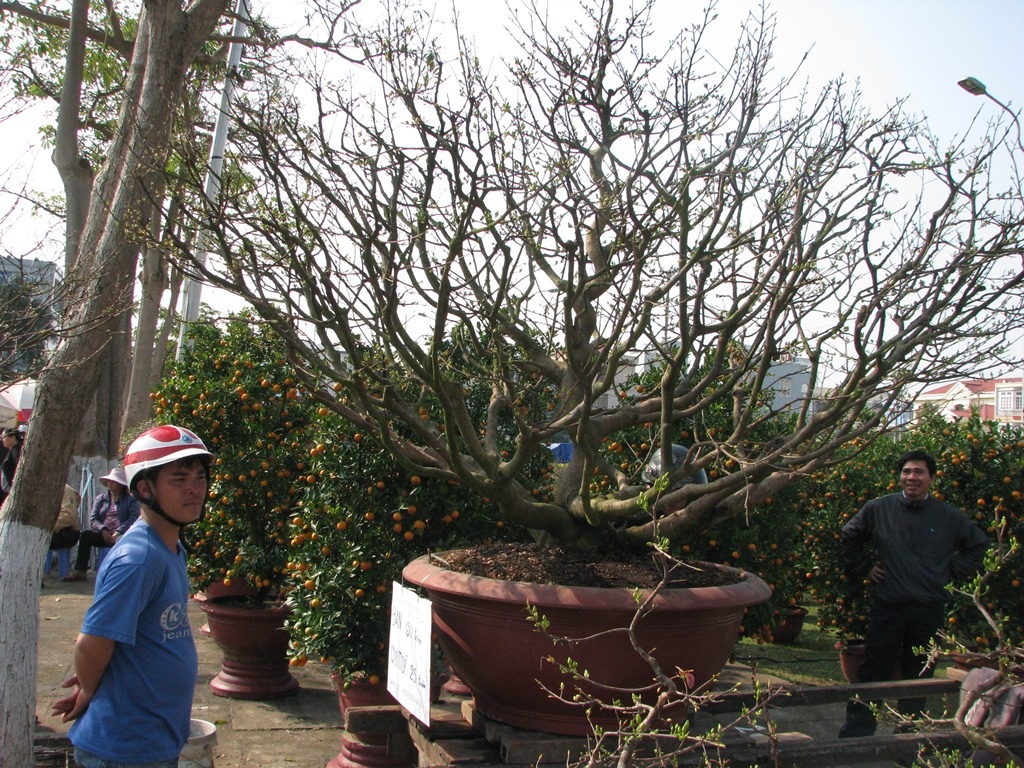 Gốc mai thu hút sự chú ý của nhiều người