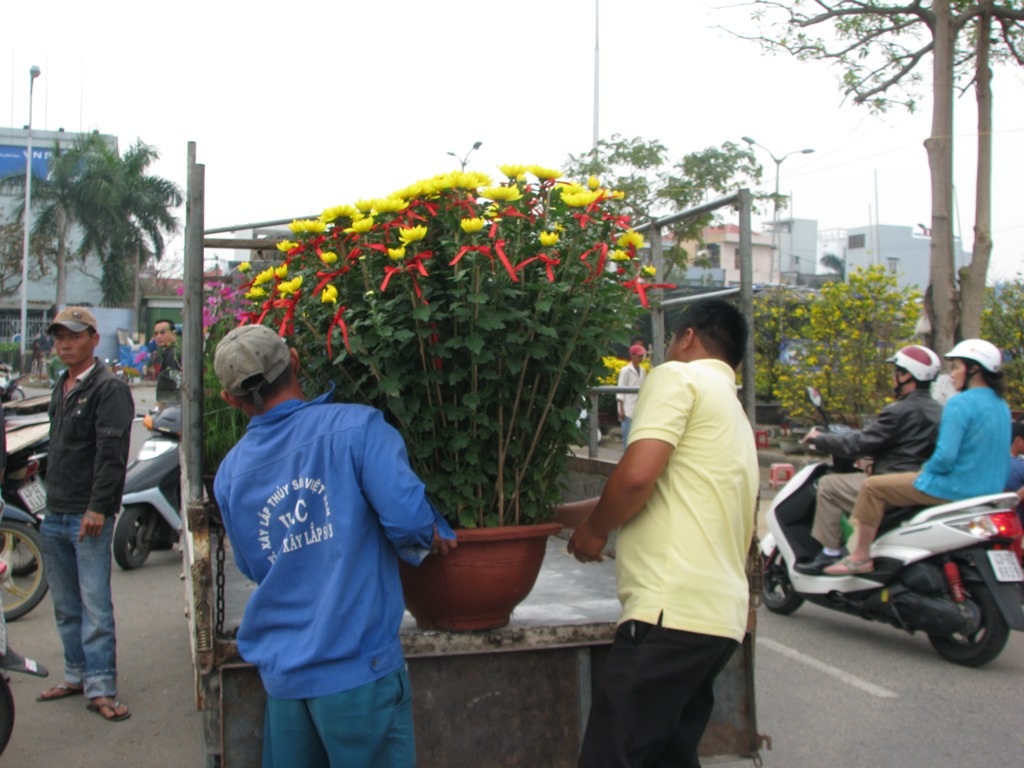 Chậu cúc pha lê được đưa lên xe chở về nhà của khách hàng 