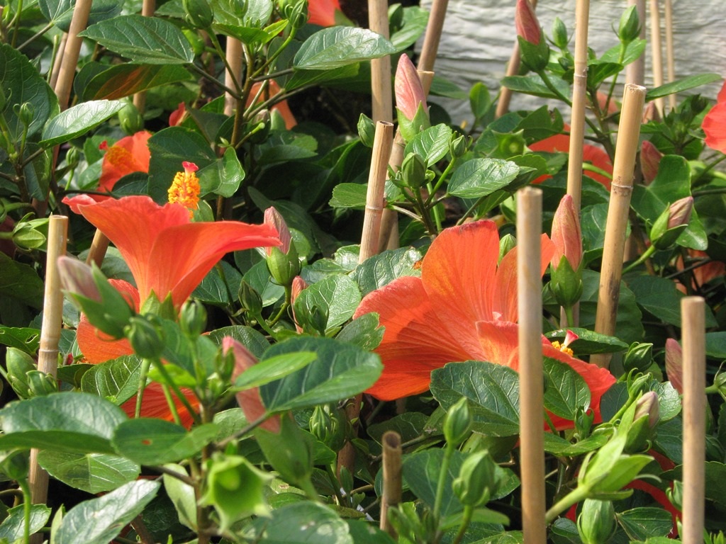 Thị trường hoa TP Đà Nẵng năm nay có cả hoa dâm bụt.