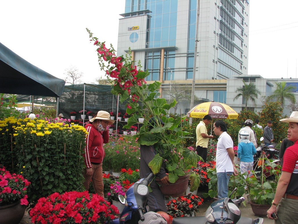 Chậu mảng đình hồng cũng đang được chuyển từ chợ hoa về nhà