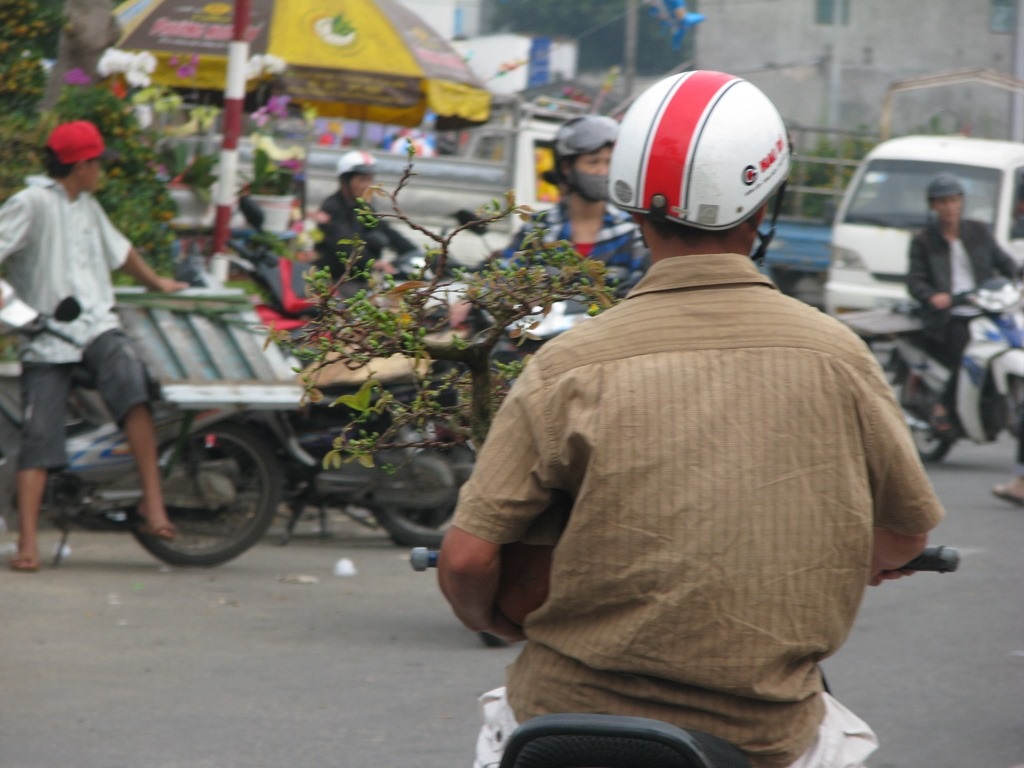 Người đàn ông này cũng đã mua được chậu mai đẹp về ăn Tết