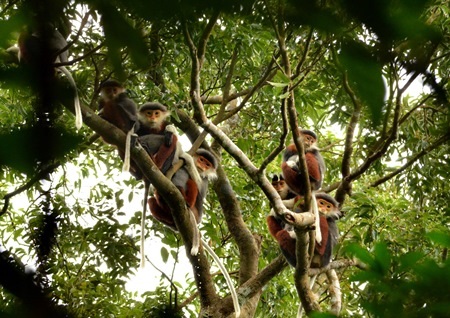  Loài voọc chà vá chân nâu đang sống trên bán đảo Sơn Trà (Đà Nẵng) 