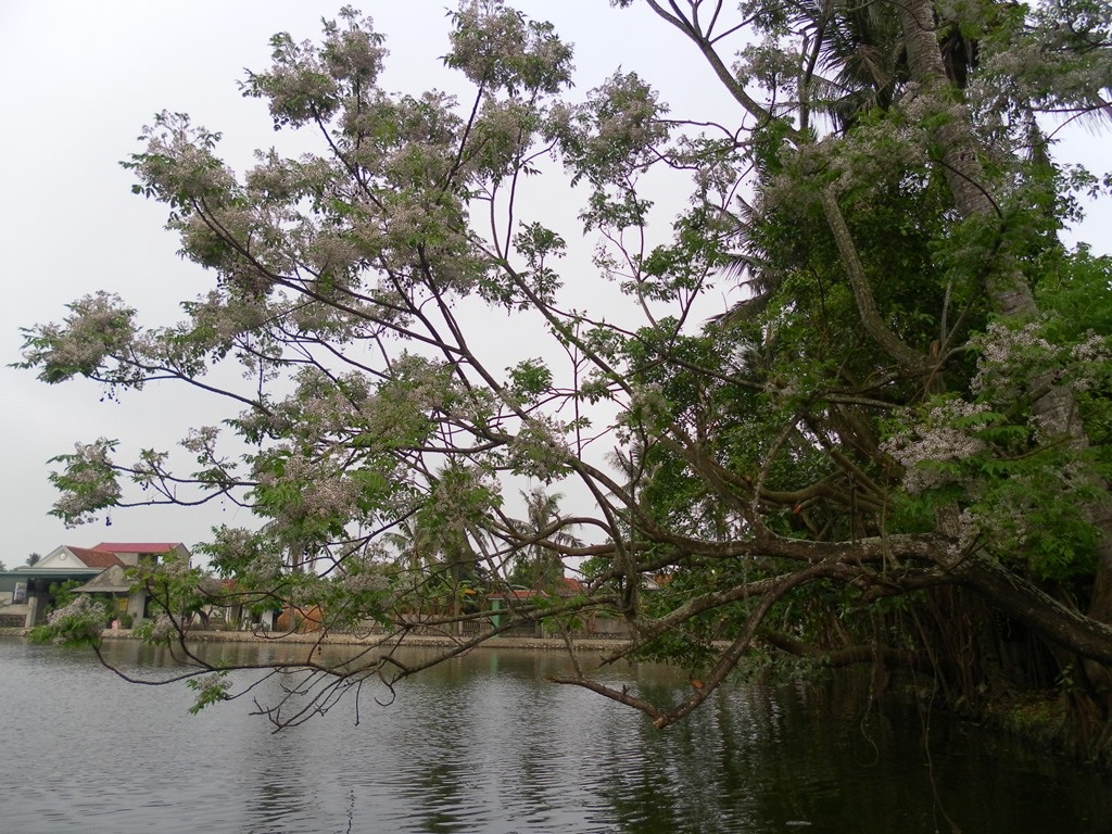 Tháng ba nhớ hoa xoan