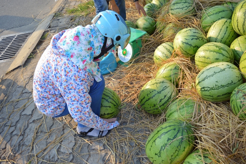 Đã có hiện tượng thương lái mạo danh “dưa vùng lũ”