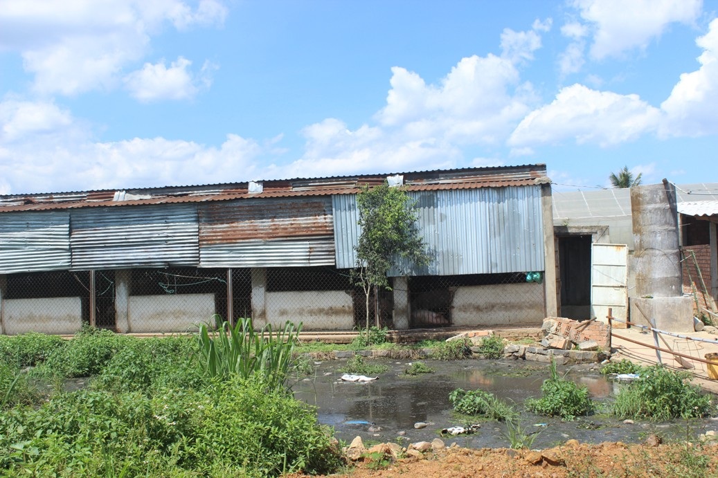 Người dân lao đao vì mùi hôi thối từ các cơ sở chăn nuôi