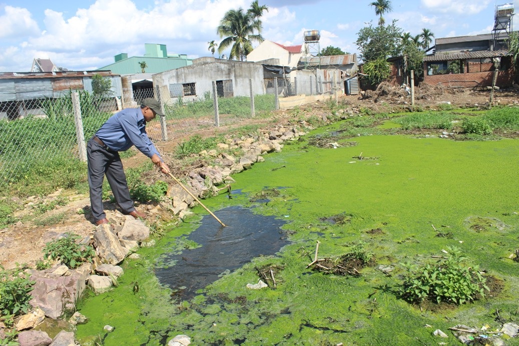 Ao nhà ông Sinh nước chuyển sang màu đen ngòm và
bèo bám xanh mặt nước, không thể sử dụng được