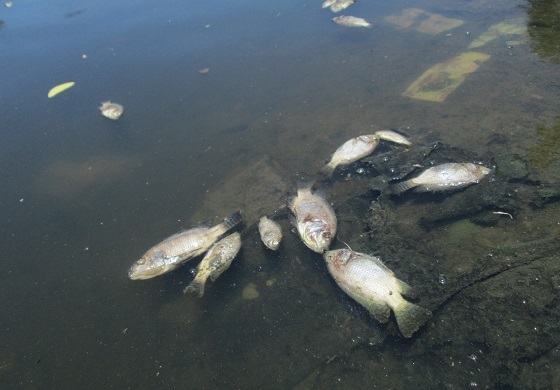 Theo người dân, nguyên nhân có thể là do ô nhiễm nguồn nước và nắng nóng kéo dài