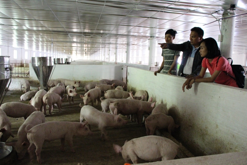 Anh Sơn (đứng giữa) tại trang trại ở xã Đại Tân