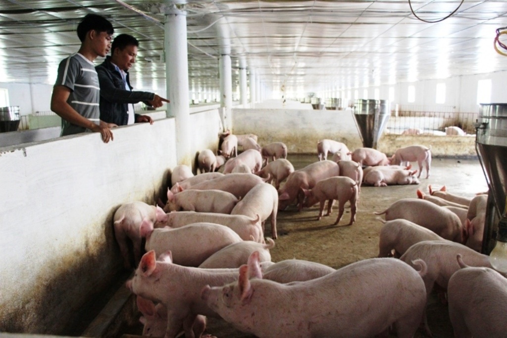 Với hai trang trại của mình, anh Sơn thu lãi khoảng 4,5 tỷ mỗi năm