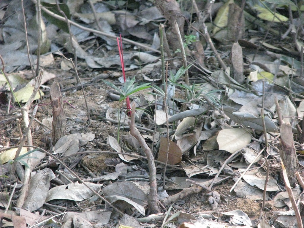 Các ngôi mộ từ lâu không có người chăm sóc nên không hiện rõ trên mặt đất