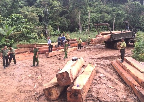 Bãi tập kết gỗ lậu được phát hiện