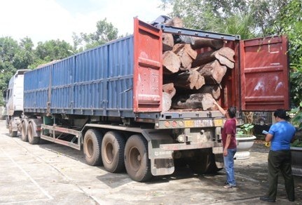 Tạm giữ container chở 17 m3 gỗ căm xe để điều tra - 1 Xe container chở theo 17m3 gỗ căm xe bị tạm giữ (ảnh CTV)
