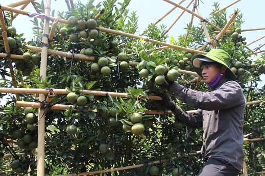 
Nhờ “ép” cam, quýt ra trái vụ mà mỗi năm gia đình bà Yến thu lợi cả tỷ đồng.
