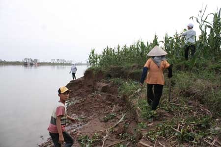 Bờ sông sạt lở nặng, ruộng bị mất do nạn cát tặc 