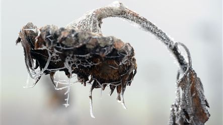 Băng tuyết bao phủ khắp nơi