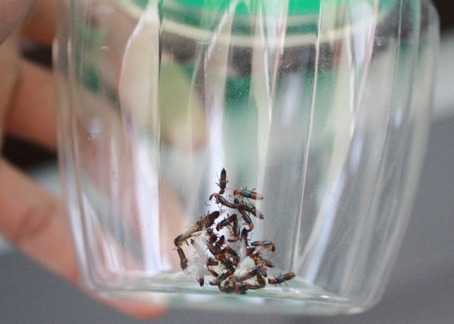 Sinh viên Huế khổ vì kiến ba khoang - 4
Kiến ba khoang bị SV bắt lại, nhốt trong các chai lọ.