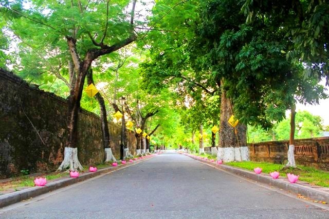 Những con đường trong Đại Nội Huế đầy màu xanh của cây lớn tuổi