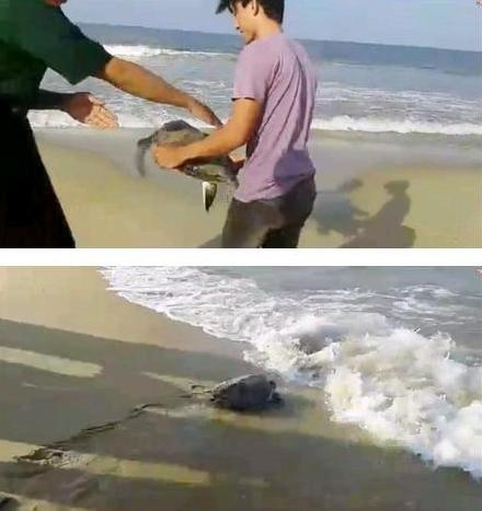 Đem chú Vích quý đi thả về biển Vinh Hiền (Ảnh: Chi cục Thủy sản tỉnh Thừa Thiên Huế cung cấp)