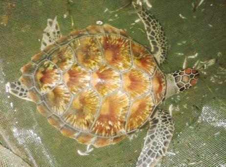 Con Vích quý ở nhà ông Trần Ngọc