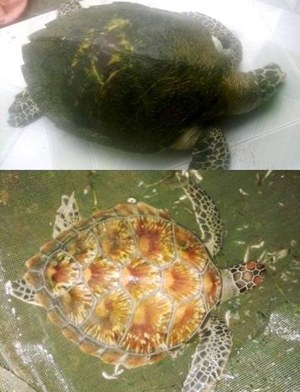 Liên tiếp trong 2 ngày 23,26/10 có đến 2 cá thể Đồi mồi và Vích quý hiếm thuộc sách đỏ Việt Nam bơi lạc vào vùng đầm phá tỉnh Thừa Thiên Huế, và đã được cứu hộ đưa ra biển thành công