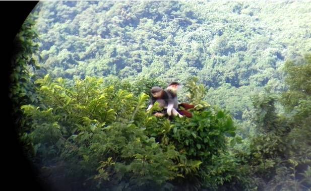 Bất ngờ phát hiện 3 đàn voọc chà vá chân nâu quý hiếm - 3 Bất ngờ phát hiện 3 đàn voọc chà vá chân nâu quý hiếm - 3