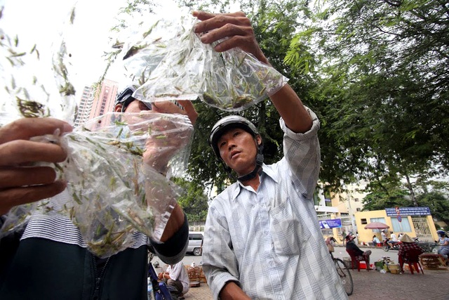 Khách nuôi chim cảnh tìm đến chợ côn trùng để mua cào cào - Ảnh Nguyễn Quang.