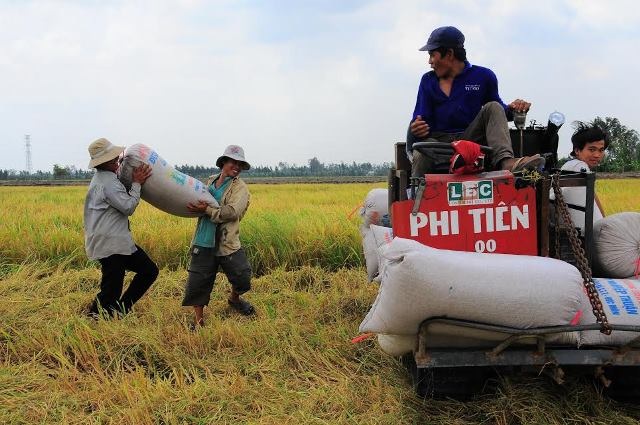 Gạo Việt bị trả về, tổn thương khó lường! - 1 Giá lúa đang rớt do đầu ra gặp khó khăn