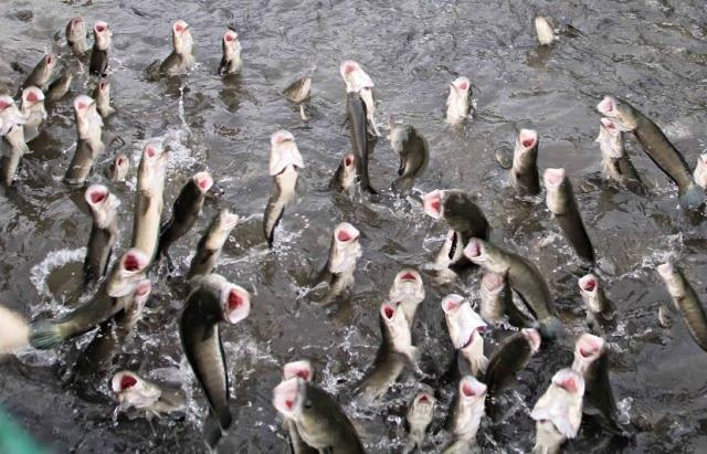 Anh nông dân kể chuyện “kêu” cá lóc... bay - 1 Hàng vạn con cá lóc bay lên đớp mồi