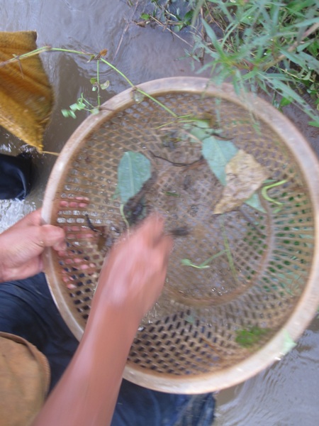Theo chân những đứa trẻ “săn” cua đồng mùa mưa - 7 Theo chân những đứa trẻ “săn” cua đồng mùa mưa - 7