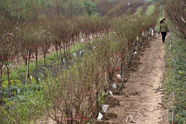 19 cô trò trong phút sinh tử trước lũ và 3 vụ cháy nổ lớn - 7 Đào Tết Nhật Tân đã nở khá nhiều, sớm hơn hẳn mọi năm do thời tiết nắng ấm. Những luống đào điểm hoa đỏ thắm mang lại cảm giác Tết đã đến rất gần, trong khi những người trồng đào tích cực khoanh vỏ, hãm nụ, mong sao thời tiết thuận hòa để hơn một tháng nữa có thể thu hoạch lại công sức cả năm vất vả chăm đào. (Ảnh: Hữu Nghị)