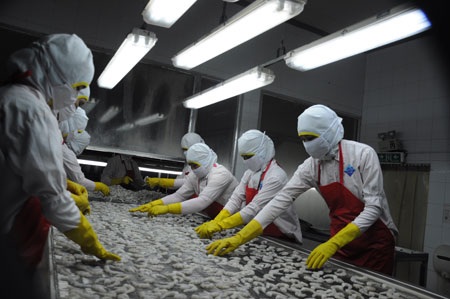 Ngân hàng khốn đốn vì "mời" đại gia vay vốn - 1 Công nhân chế biến tôm tại Thủy sản Phương Nam (ảnh: An Hạ).