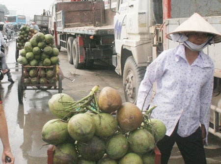 Dừa có giá khoảng 20.000 đồng/quả.
