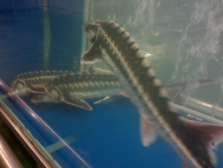 Cá tầm lậu đang đe dọa sự phát triển cá tầm nuôi của Việt Nam.