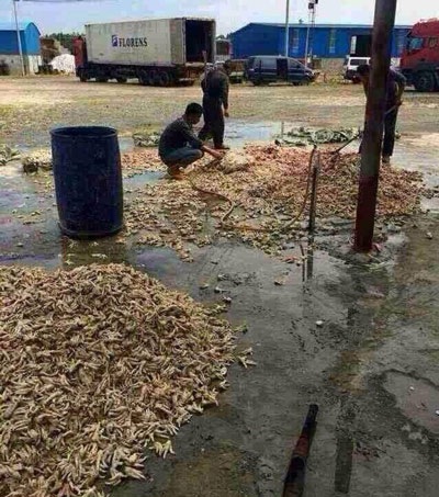 Những món nướng thơm lừng dễ dính đồ ôi thối - 1 Chân gà bẩn được chế biến ngay trên sân đất.