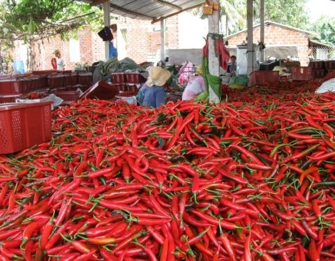 Sau ớt đến xoài rớt giá thảm vì Trung Quốc ngừng mua - 2 Sau ớt đến xoài rớt giá thảm vì Trung Quốc ngừng mua