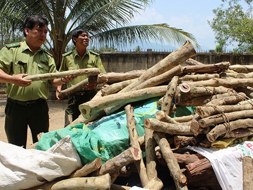 Chặt gỗ trắc non bán cho Trung Quốc - 1 Những khúc gỗ trắc non được lực lượng kiểm lâm huyện Vạn Ninh thu giữ.