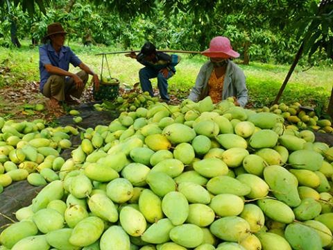 Sau ớt đến xoài rớt giá thảm vì Trung Quốc ngừng mua - 1 Sau ớt đến xoài rớt giá thảm vì Trung Quốc ngừng mua