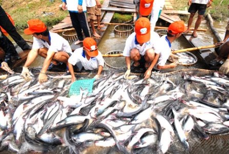 Năng suất cao, tại sao thu nhập nông dân lại thấp? - 1 Thu nhập cá tra một năm đạt 7.420 tỷ, với 10.000 ha nuôi cá.