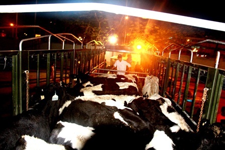 Vinamilk nhập bò Úc để tăng “cung” sữa tươi cho thị trường nội địa - 4 Những “cô bò” đầu tiên lên xe về trang trại mới của Vinamilk tại Thanh Hóa