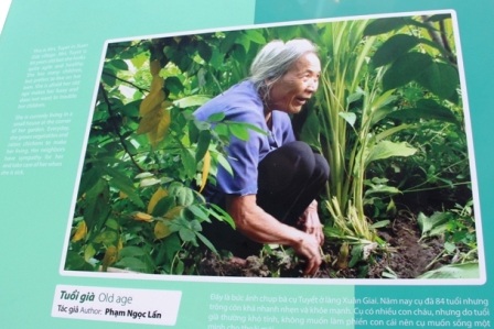 Tuổi già - Phạm Ngọc Lấn.