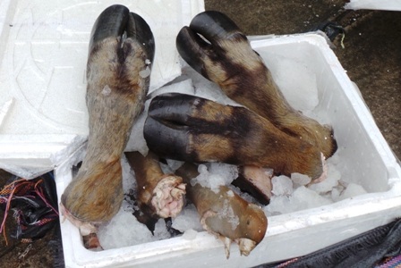 Chân trâu bò bẩn được phát hiện.