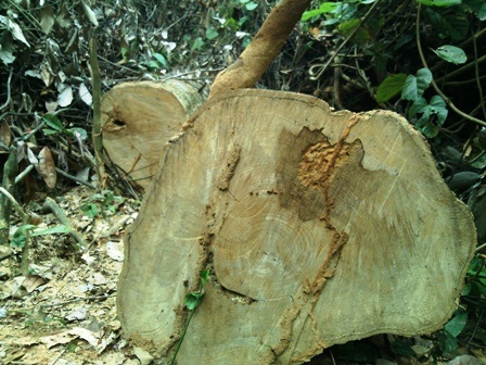 Những cánh rừng đang "đổ máu" - 3 Những cây gỗ một người ôm không hết.