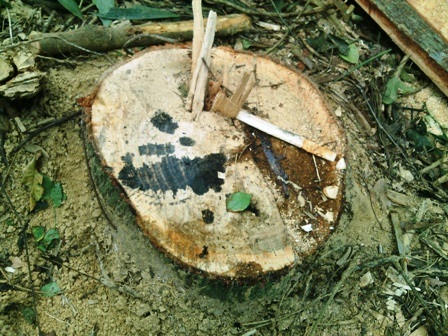 Những cánh rừng đang "đổ máu" - 4 Những cây gỗ mới bị đốn còn chảy nhựa.